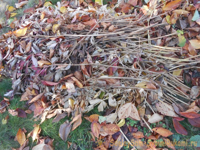 Правильная санитарная обрезка сада и почему это полезно делать осенью