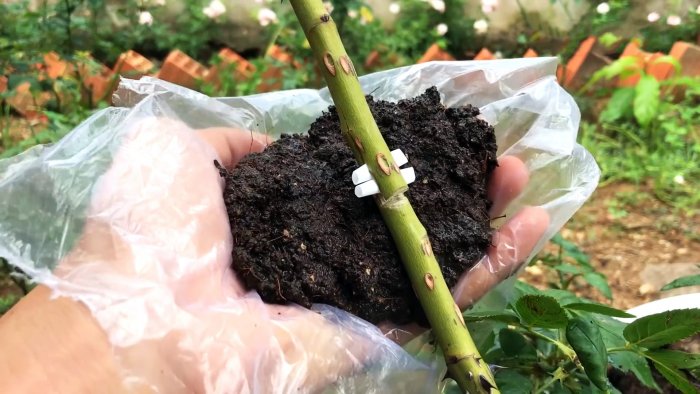 Как по-новому сформировать отводок розы с крепкими корнями всего за 1 месяц