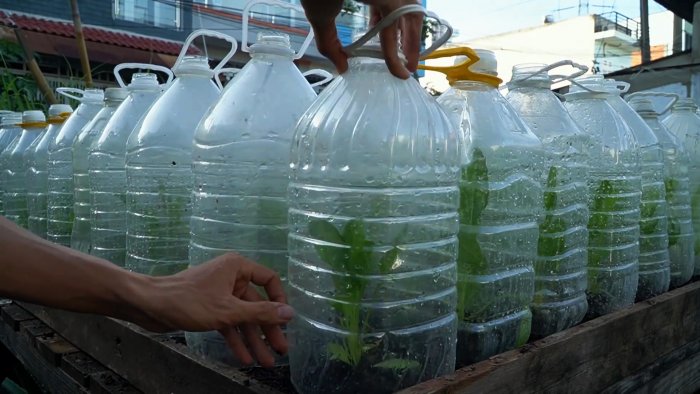 Как при помощи ПЭТ бутылок за полтора месяца вырастить запас шпината на весь год