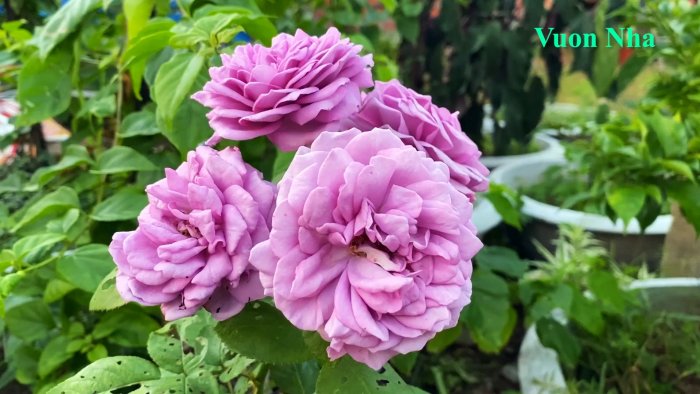 Наипростейший способ массово размножить розу Совет профессионального садовника