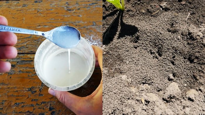 Простое и эффективное средство поможет избавиться от надоедливых муравьев