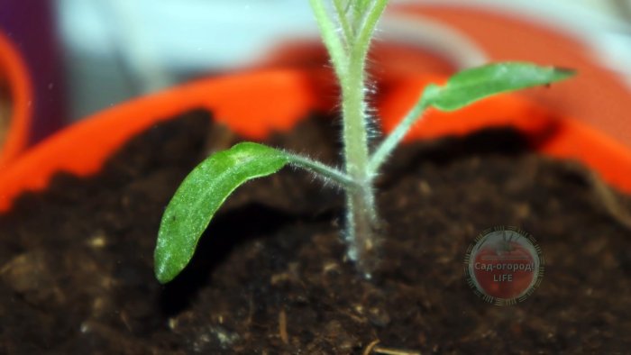 Как сделать удобрение от щепотки которого стебли ваших растений будут сильными и здоровыми