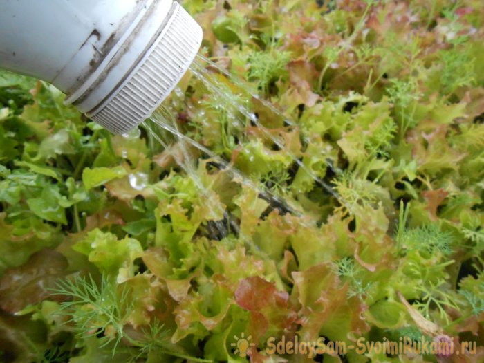 Выращивание листового салата в домашних условиях Полный отчет от выбора семян до результата