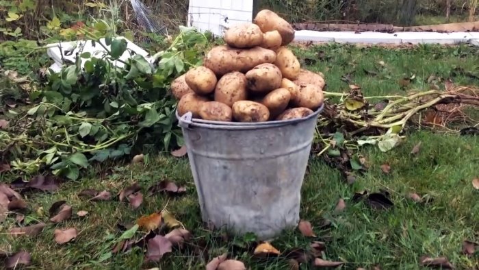 Как сажать картофель в ящики и собирать по ведру с куста