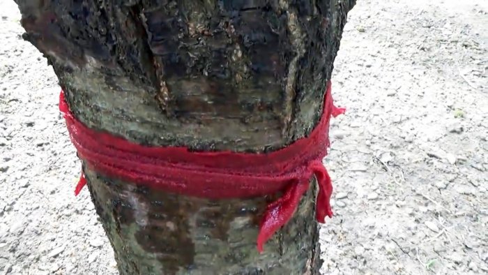 Дешевый и безопасный метод борьбы с муравьями и тлей на деревьях