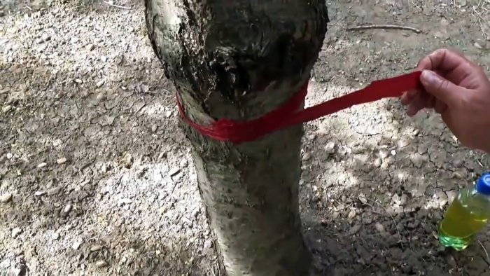 Дешевый и безопасный метод борьбы с муравьями и тлей на деревьях