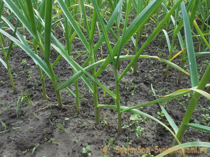 Подкормка чеснока в мае для большого урожая Закваска для улучшения микробиологической обстановки в почве