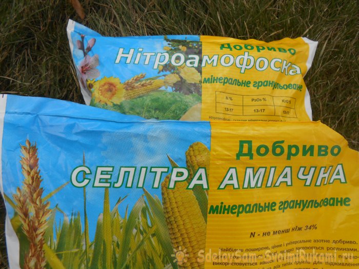 Подкормка чеснока в мае для большого урожая Закваска для улучшения микробиологической обстановки в почве