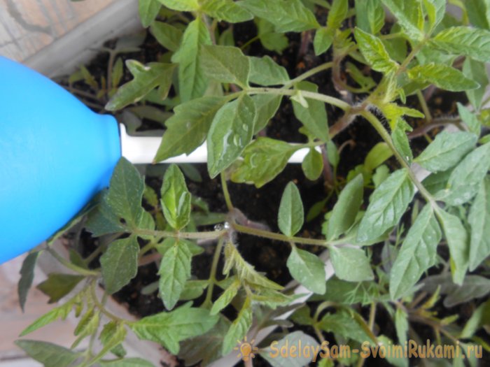 Дрожжевой раствор для однократной подкормки рассады томатов