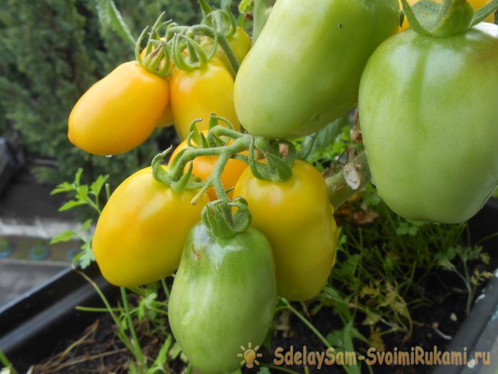 Дрожжевой раствор для однократной подкормки рассады томатов