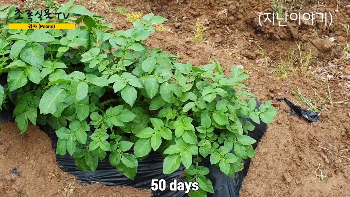 Новый способ выращивания картофеля без прополки и окучивания