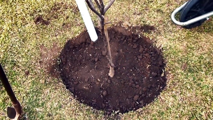 Система корневого полива из ПВХ трубы с которой дерево будет расти в 3 раза быстрее