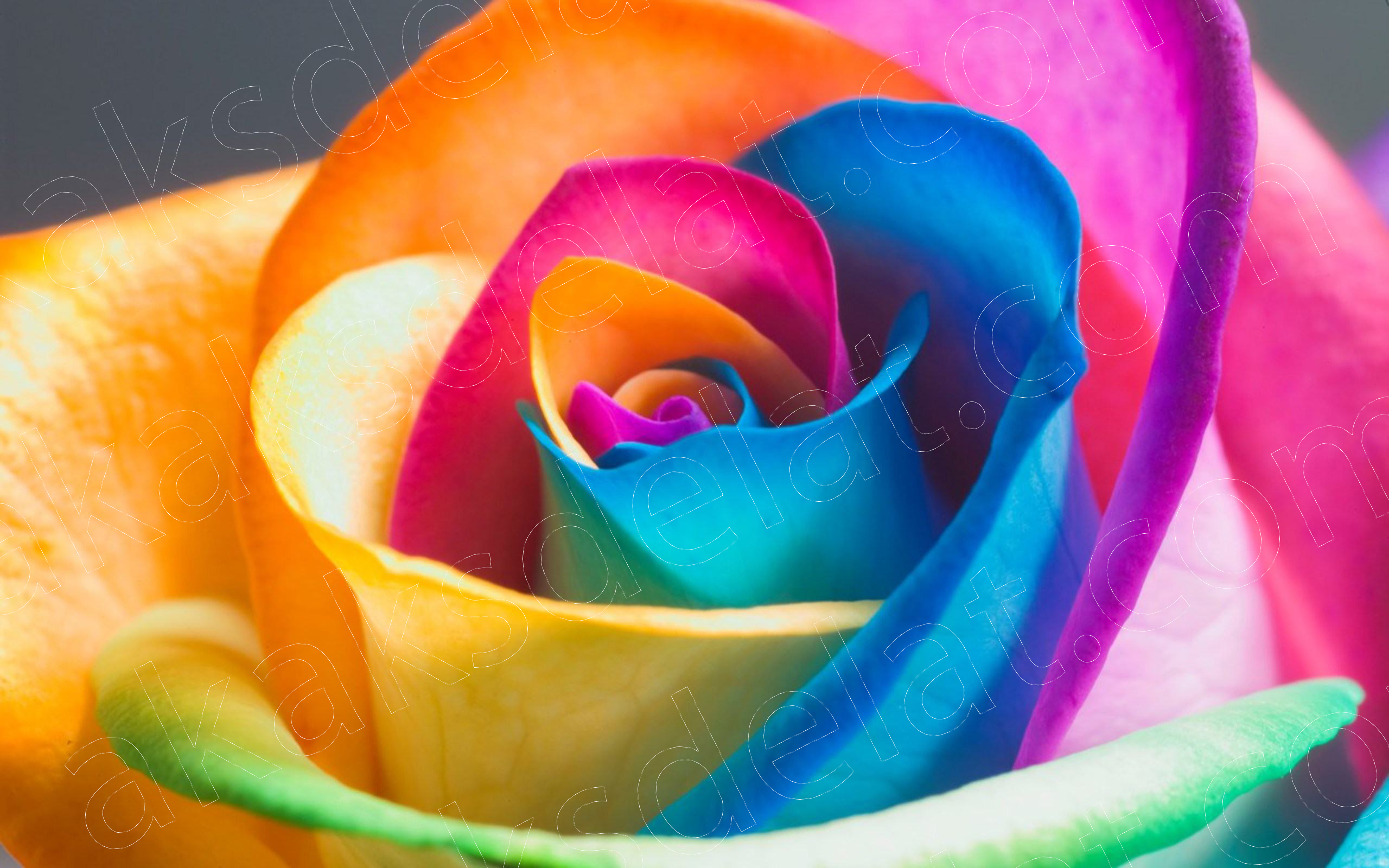 Как сделать разноцветную розу - разноцветные розы букет с разноцветными листьями фото