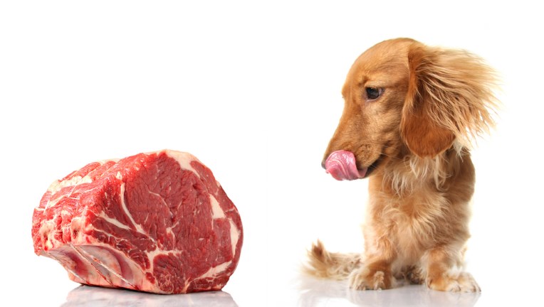 Кормить собаку мясом