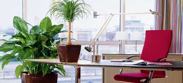 растения в офисе