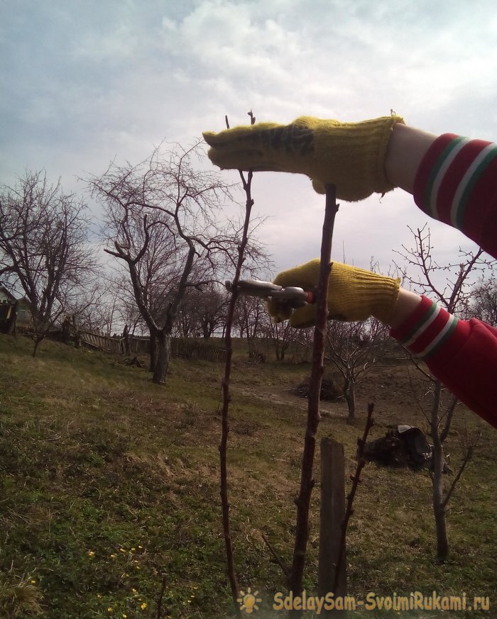 Есть дом и сын Пора учиться сажать деревья или как посадить абрикос весной