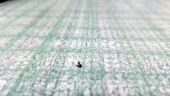7 эффективных методов борьбы с муравьями