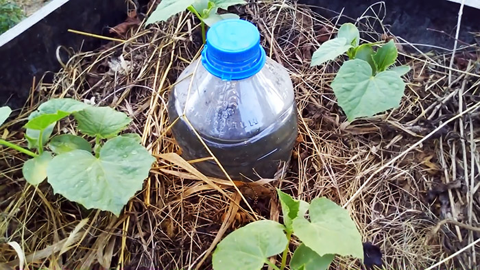 Секрет хорошего урожая как организовать капельный полив бутылками