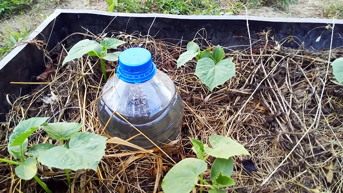 Секрет хорошего урожая как организовать капельный полив бутылками