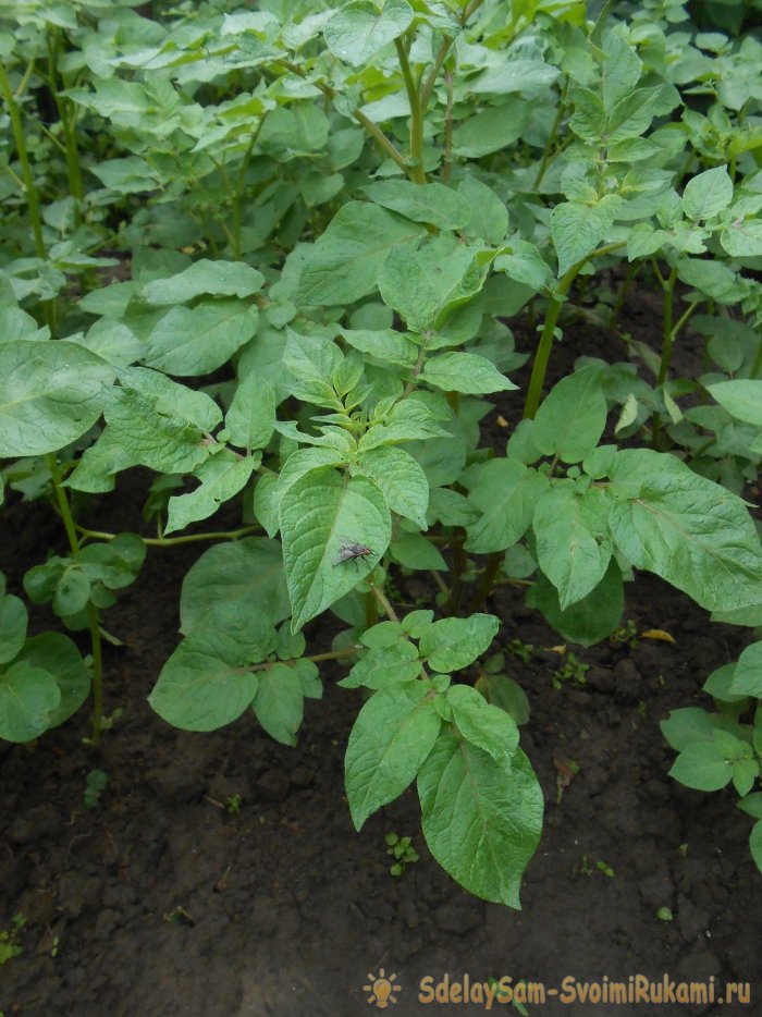 Четыре эффективных приема для повышения урожайности картофеля