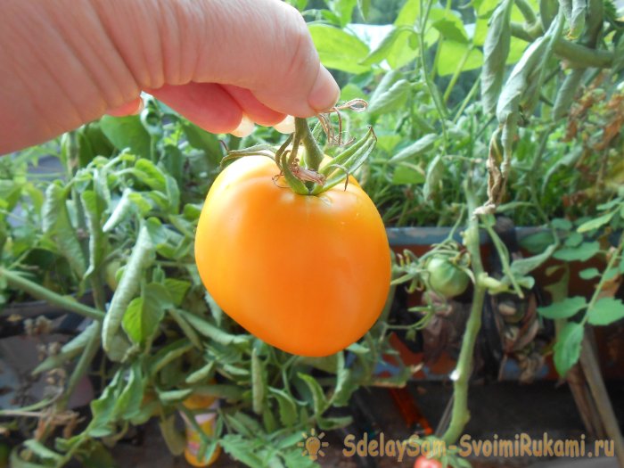 Некорневые подкормки томатов борной кислотой для повышения урожайности культуры