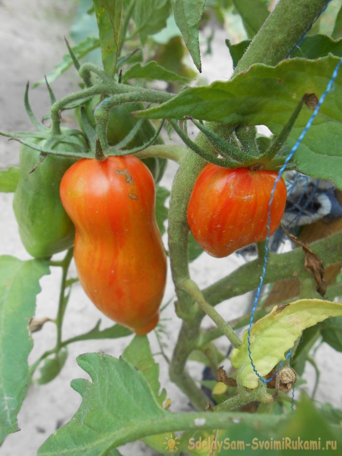 Раствор йода против фитофтороза томатов