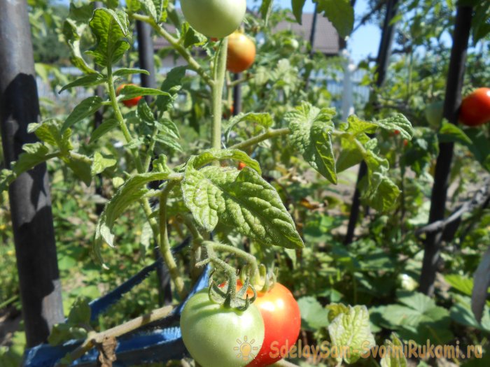 Универсальный рецепт подкормки помидоров во время созревания плодов