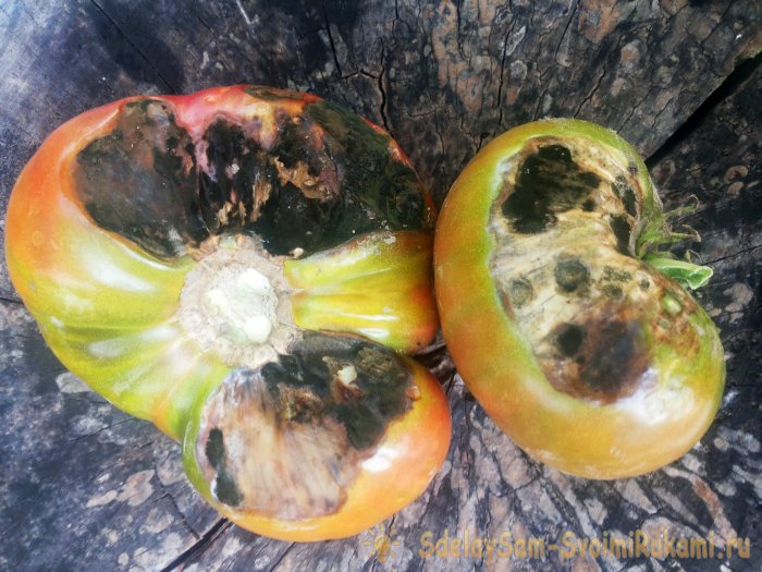 Предотвратить фитофтороз томатов очень просто