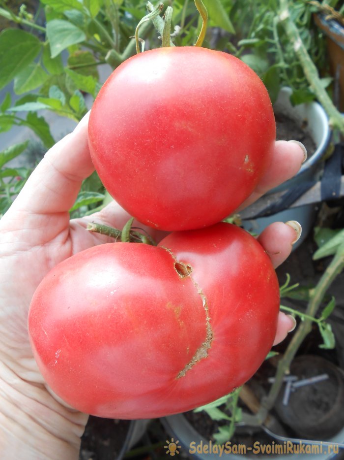 Самые дешевые и действенные подкормки помидоров после высадки