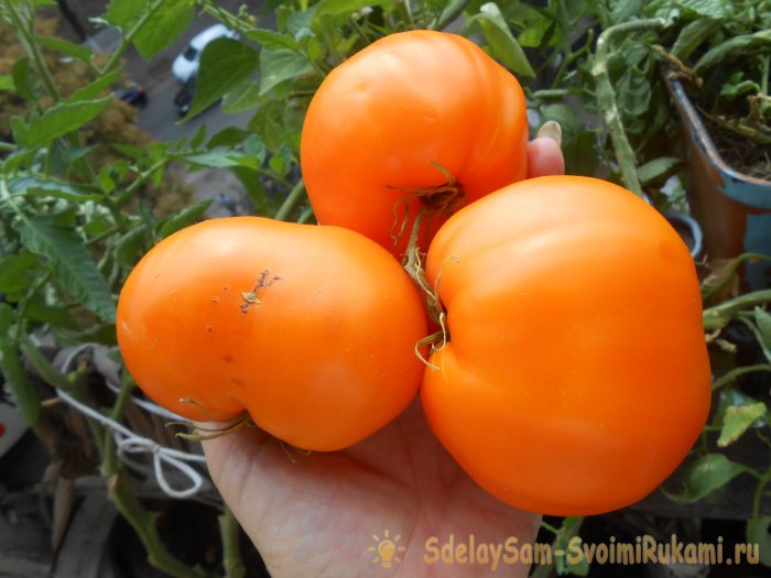 Бесплатное удобрение которое повысит урожай помидоров перцев и огурцов