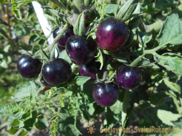 Бесплатное удобрение которое повысит урожай помидоров перцев и огурцов