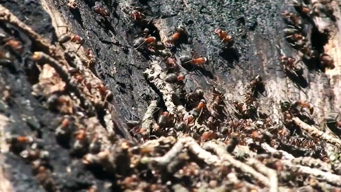 Способ который избавит огород от муравьев навсегда