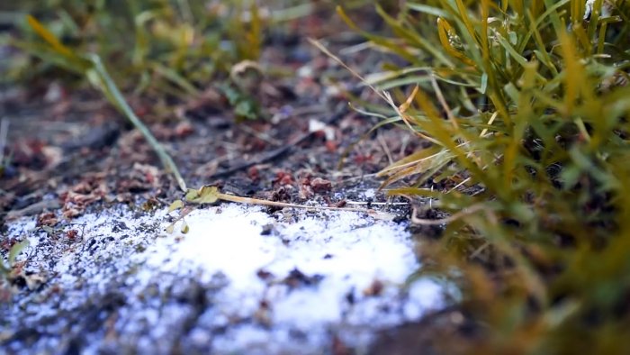 Способ который избавит огород от муравьев навсегда