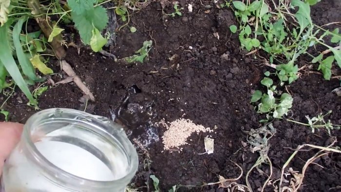 Выгоняем муравьев из теплицы за 5 минут крайне простым средством