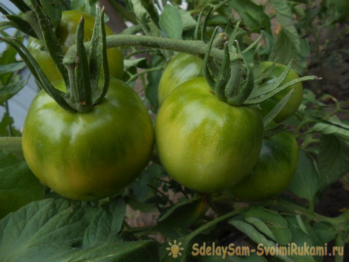 Простая профилактика томатов в середине лета избавит от фитофтороза