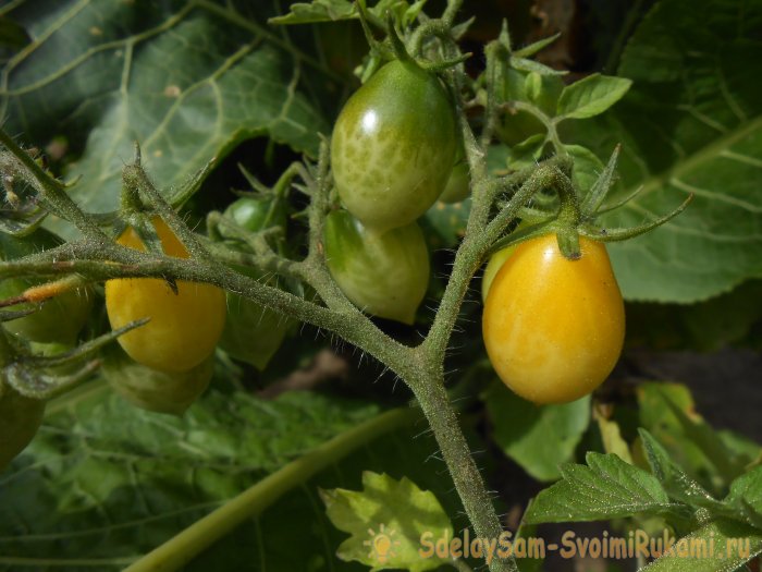 Простая профилактика томатов в середине лета избавит от фитофтороза