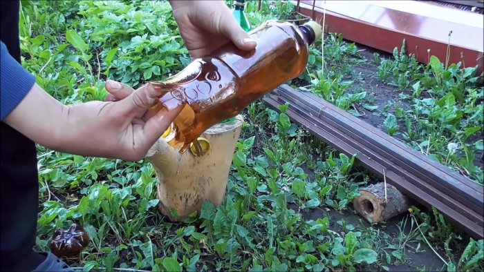 Как из ПЭТ бутылок сделать красивую пальму для сада