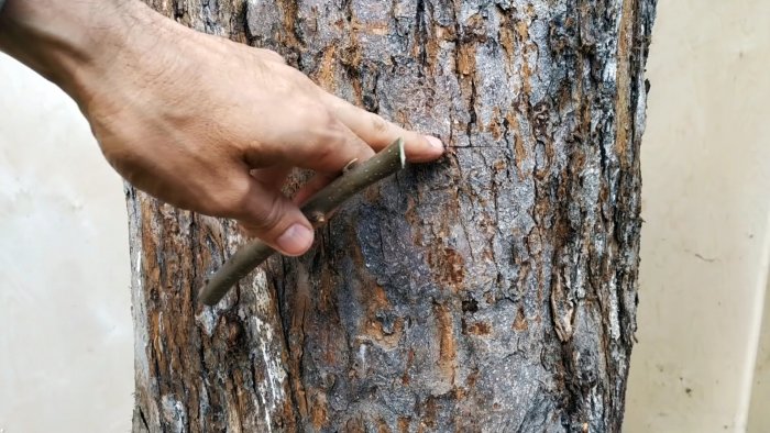 Как сделать летнюю прививку на ствол старого дерева