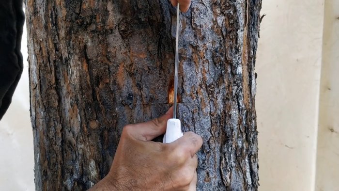 Как сделать летнюю прививку на ствол старого дерева