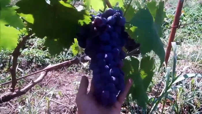 100 способ прорастить черенки винограда делаю всегда только так