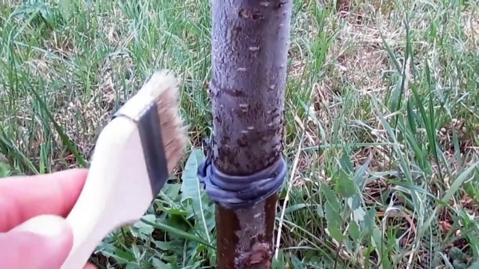 Копеечный способ борьбы с муравьями и тлей на деревьях