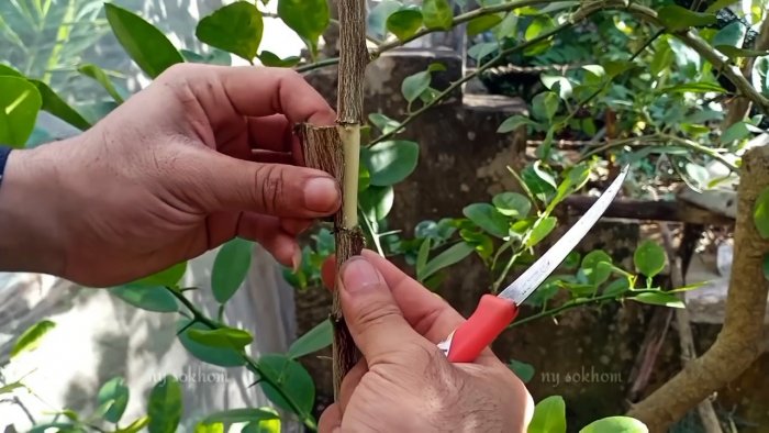 Стопроцентный быстрый способ получения саженцев с корнем из любого дерева без прививки летом