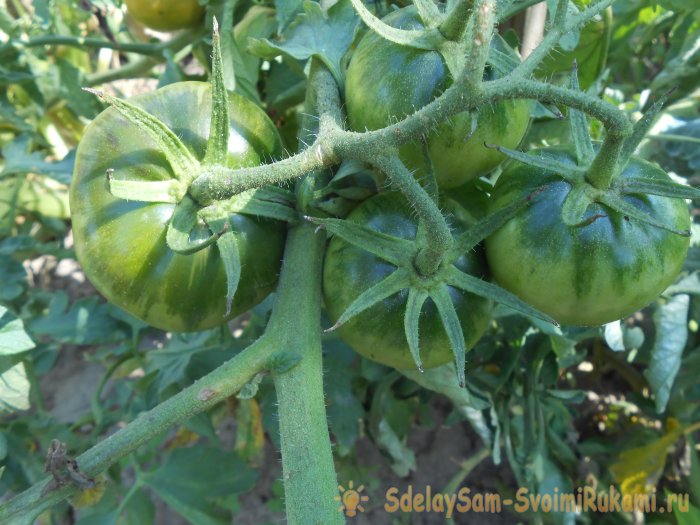 Чем подкормить томаты в середине лета для большого урожая