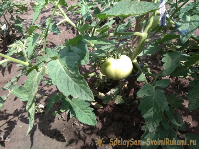 Оптимальная шестидневная схема подкормки томатов в период активного плодоношения