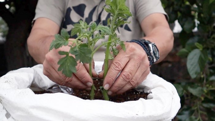 Скрещиваем помидор с картофелем получаем удивительное растение