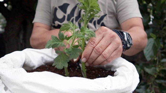 Скрещиваем помидор с картофелем получаем удивительное растение