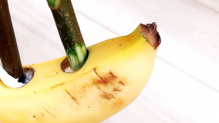 Как прорастить черенки с помощью банана