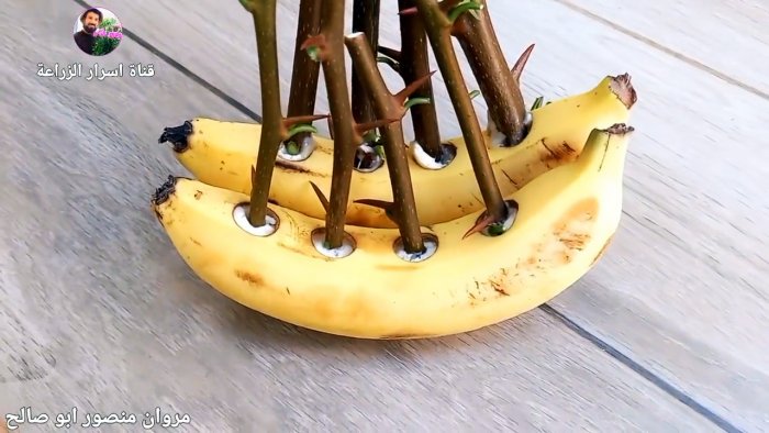 Как прорастить черенки с помощью банана