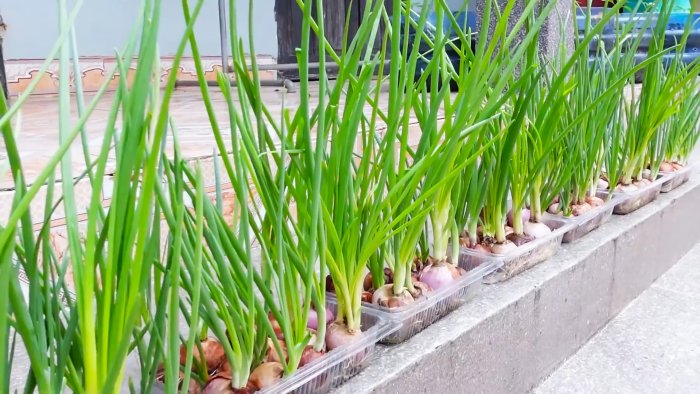Как в городской квартире вырастить зеленый лук без почвы