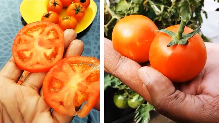Как вырастить помидоры из покупных Способ для тех у кого нет огорода